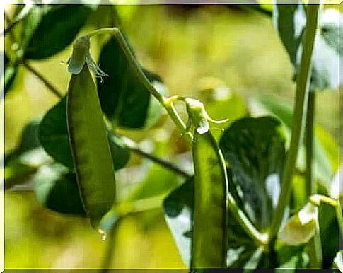 Mendel's laws: pea plants