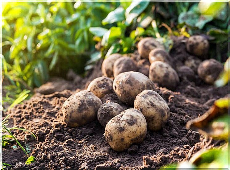 potatoes directly from the soil