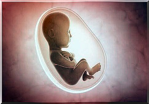 Illustration of fetus in the womb