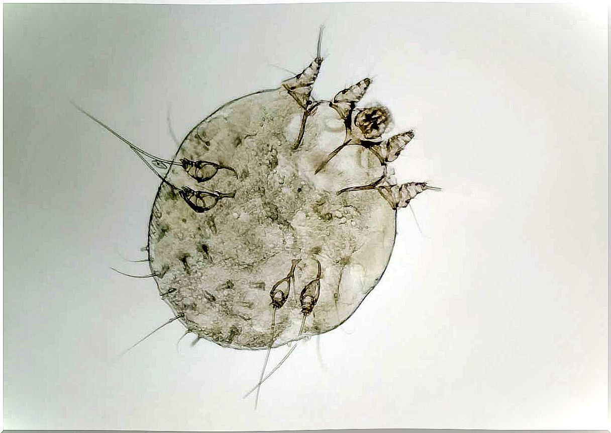 A scabies mite under a microscope.