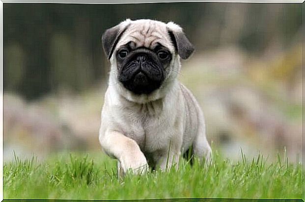 best pets for children: pug in the green grass